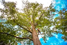 Leaf Removal in West Haven, UT