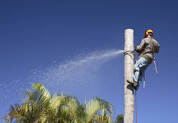 How Our Tree Care Process Works  in  West Haven, UT